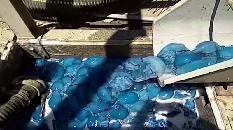 Tisíce medúz a jedna želva málem zastavily izraelskou elektrárnu